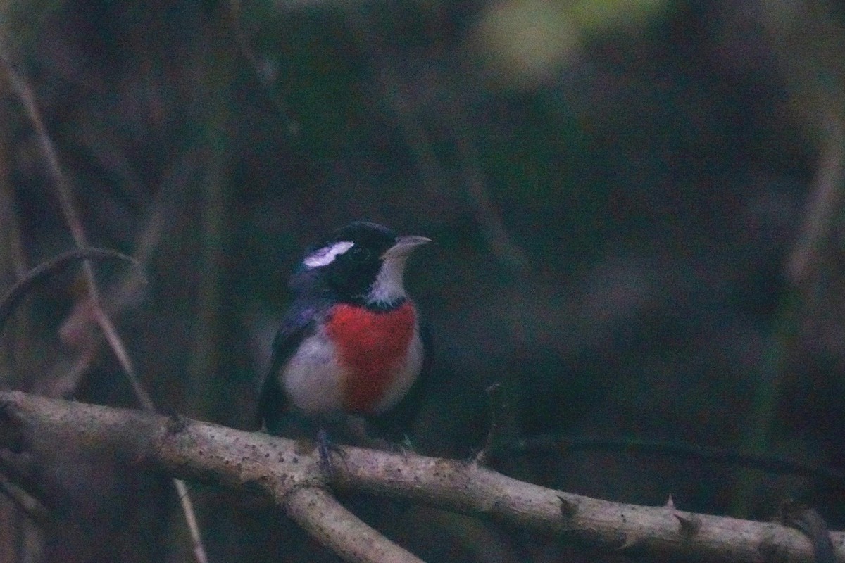 Red-breasted Chat - ML647162838