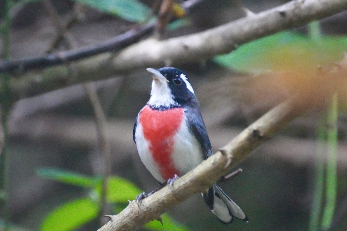 Red-breasted Chat - ML647162839