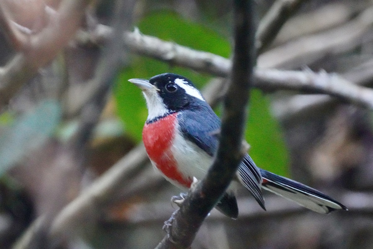 Red-breasted Chat - ML647162840