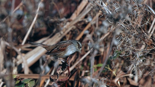 Пасовка болотяна - ML647162841