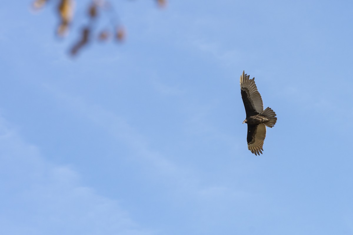 Turkey Vulture - ML647162843