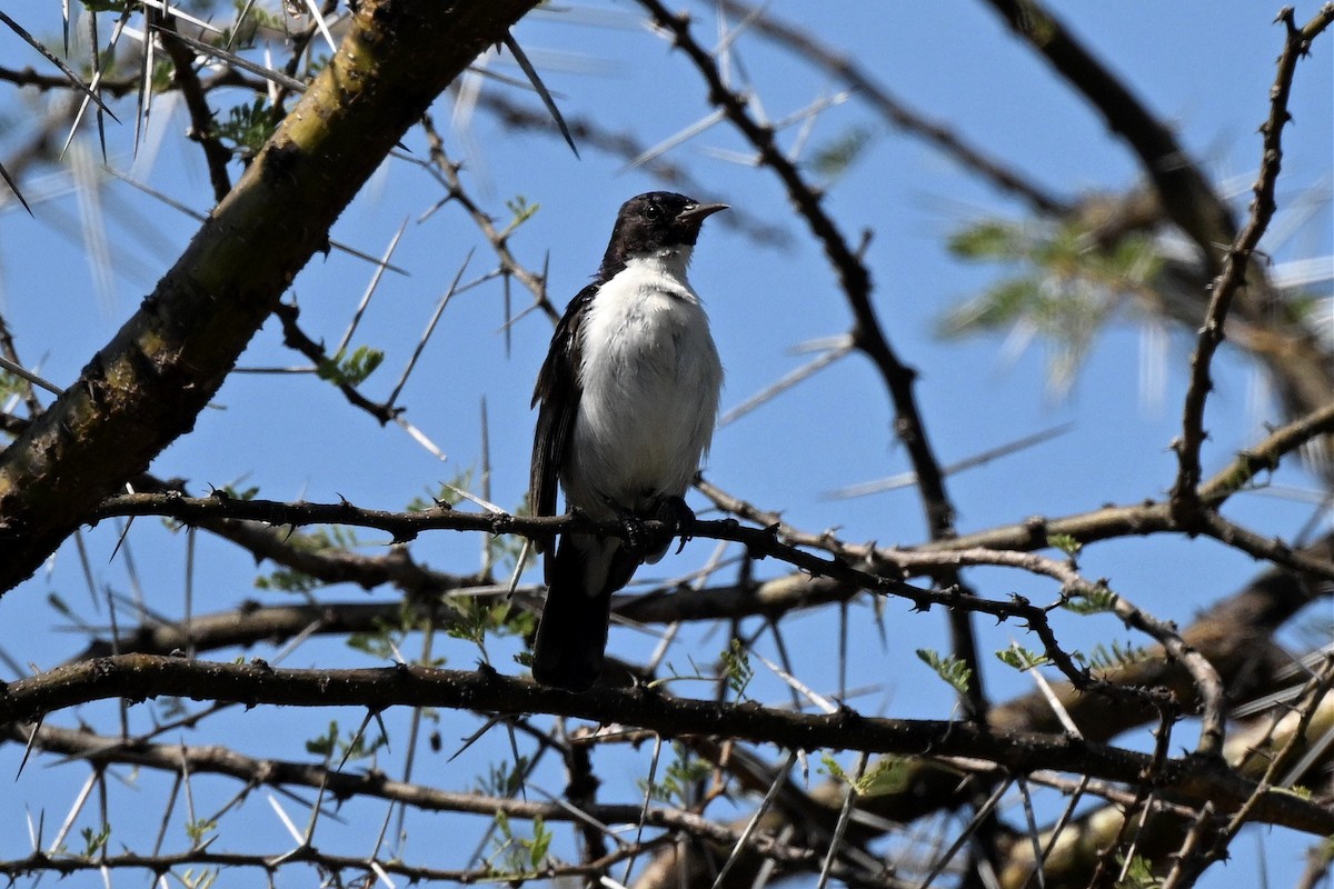 Eastern Violet-backed Sunbird - ML647162848