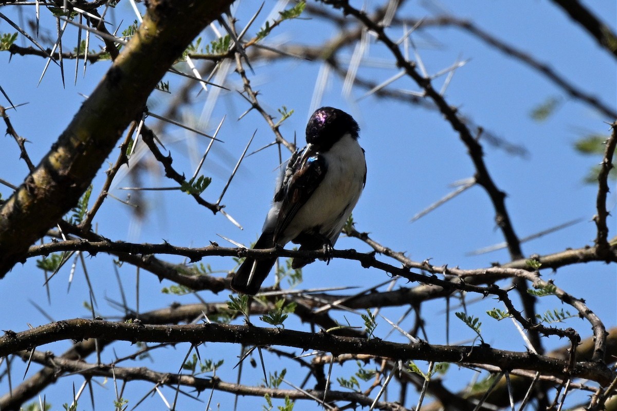 Eastern Violet-backed Sunbird - ML647162849