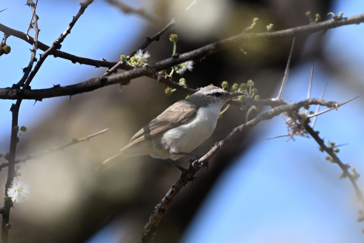 Eastern Violet-backed Sunbird - ML647162850