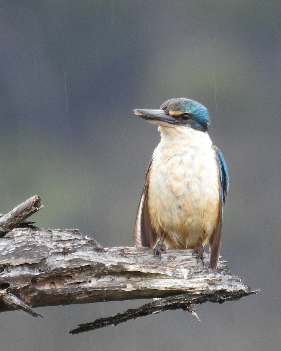 Sacred Kingfisher - ML647162852