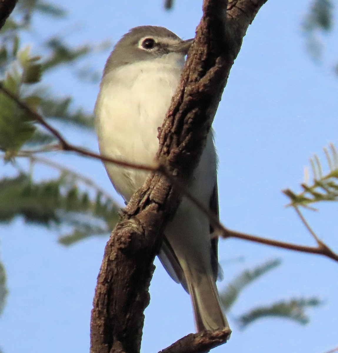 Plumbeous Vireo - ML647162854