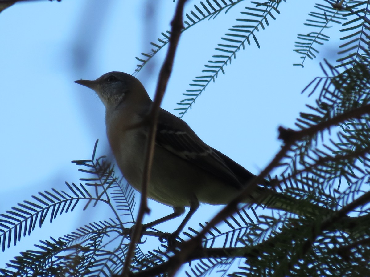 Пересмішник багатоголосий - ML647162864