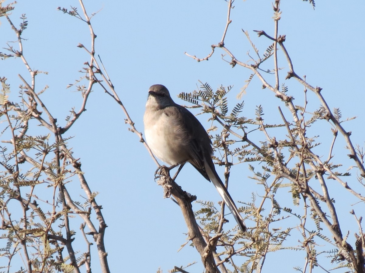 Пересмішник багатоголосий - ML647162865