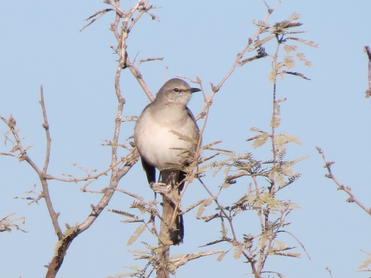 Пересмішник багатоголосий - ML647162866