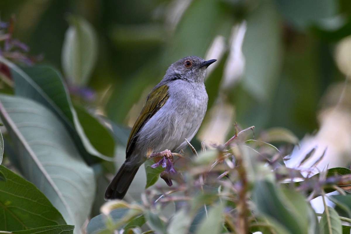 Green-backed Camaroptera - ML647162868