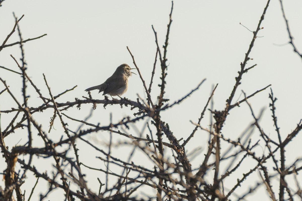 Bewick's Wren - ML647162869