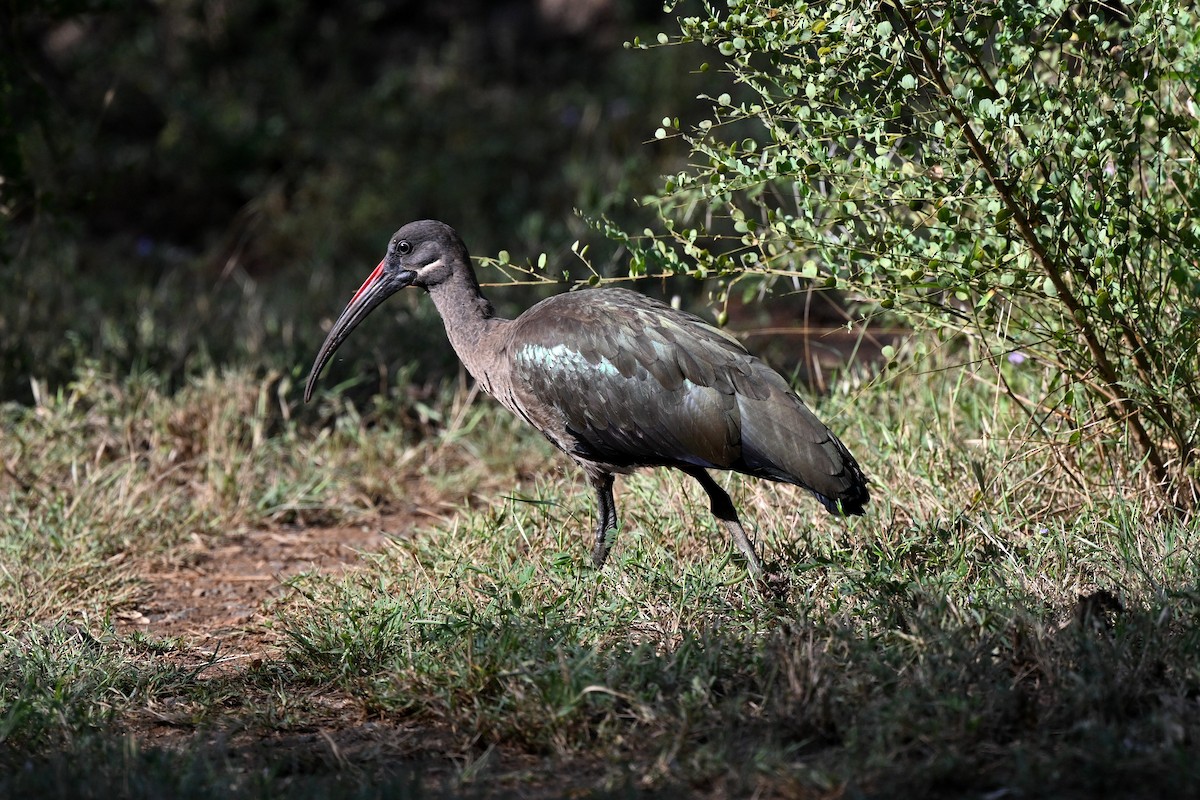 Хагедаш - ML647162879