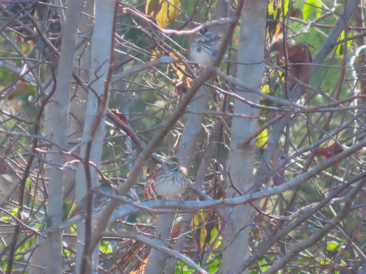 strnadec luční - ML647162886