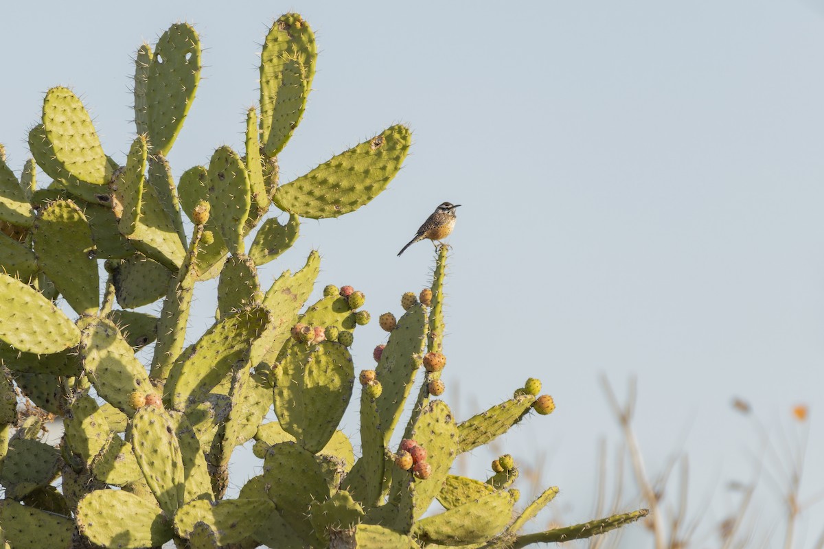 Cactus Wren - ML647162890
