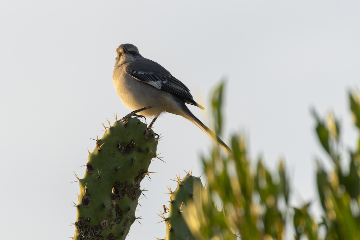 Пересмішник багатоголосий - ML647162895