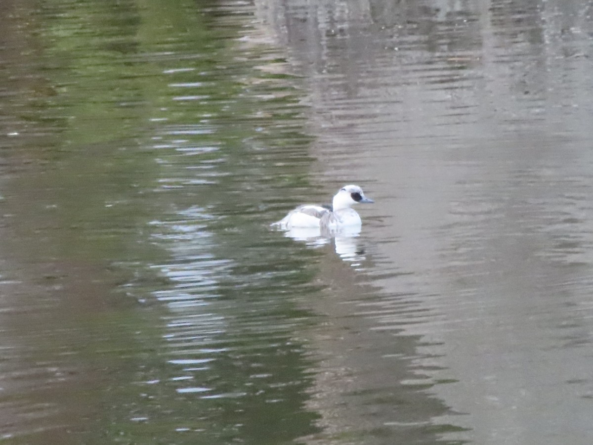 lappfiskand - ML647162917