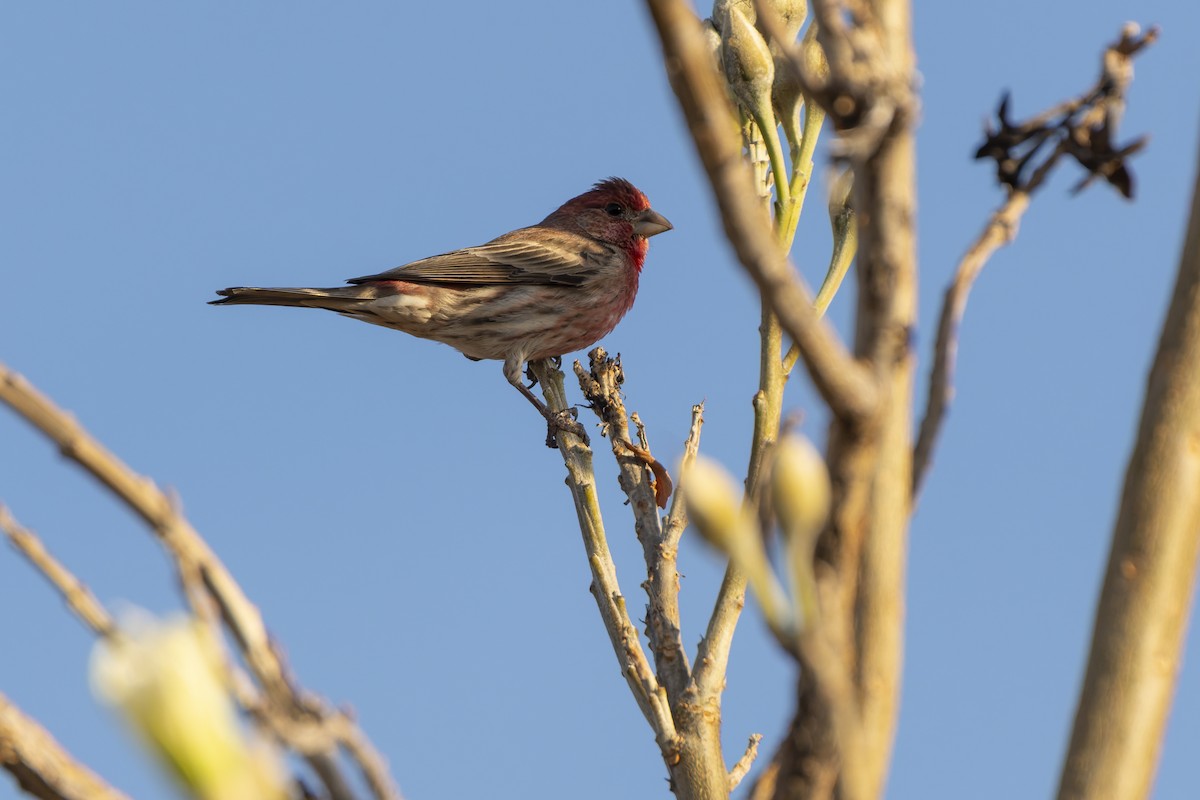 House Finch - ML647162924