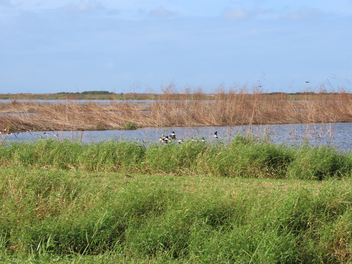Black-necked Stilt - ML647162925