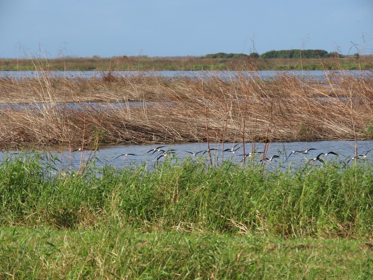 Black-necked Stilt - ML647162926