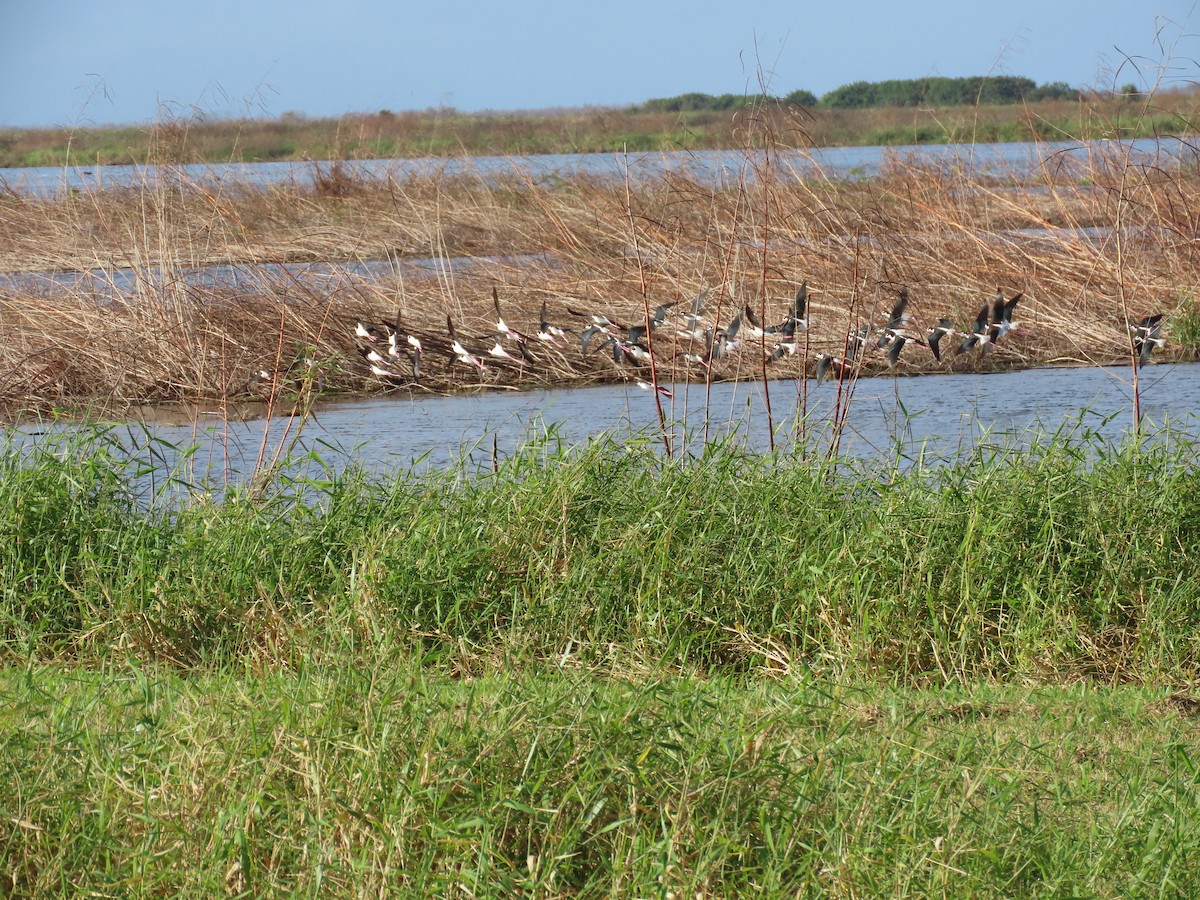 Black-necked Stilt - ML647162927
