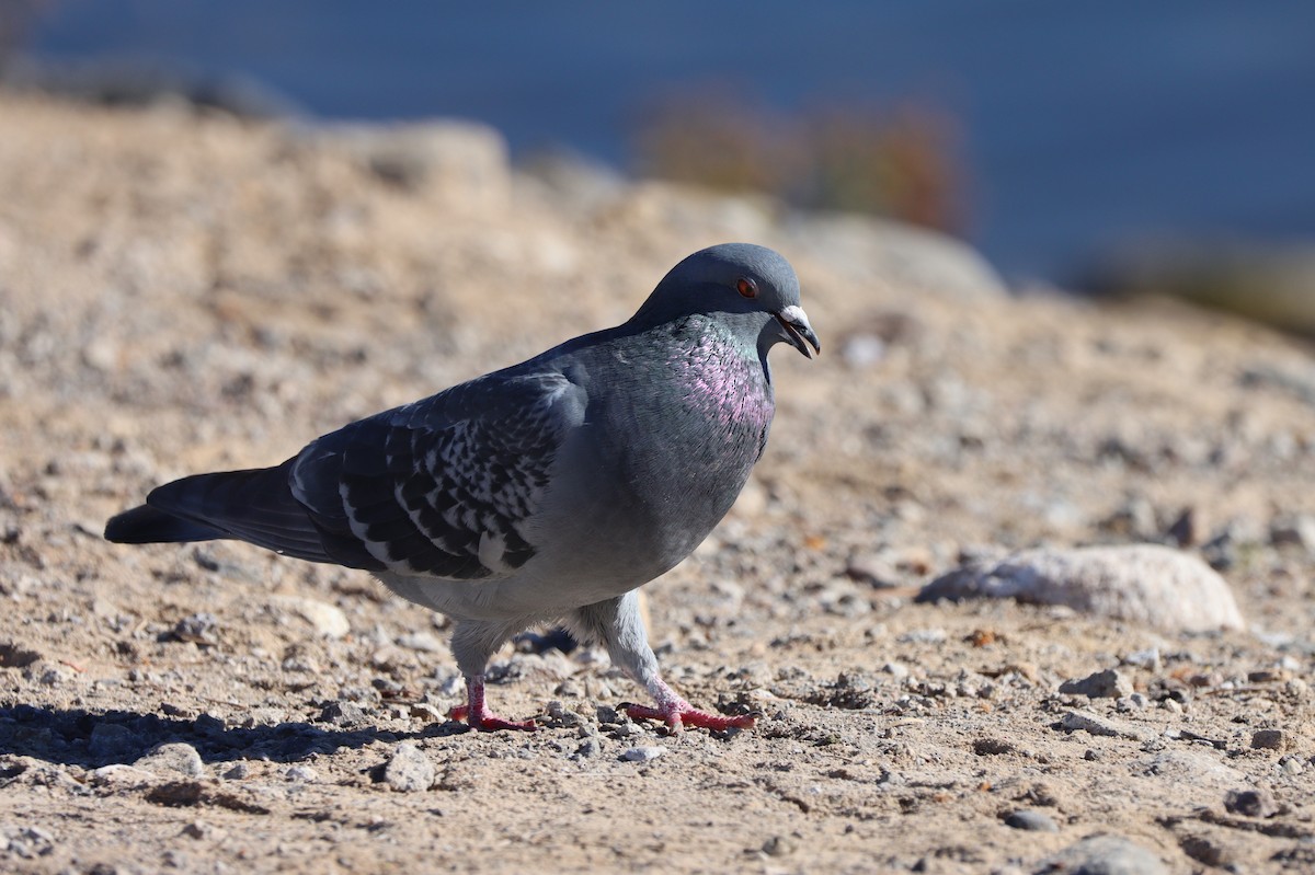 Haitz-usoa (etxekoa) - ML647162930