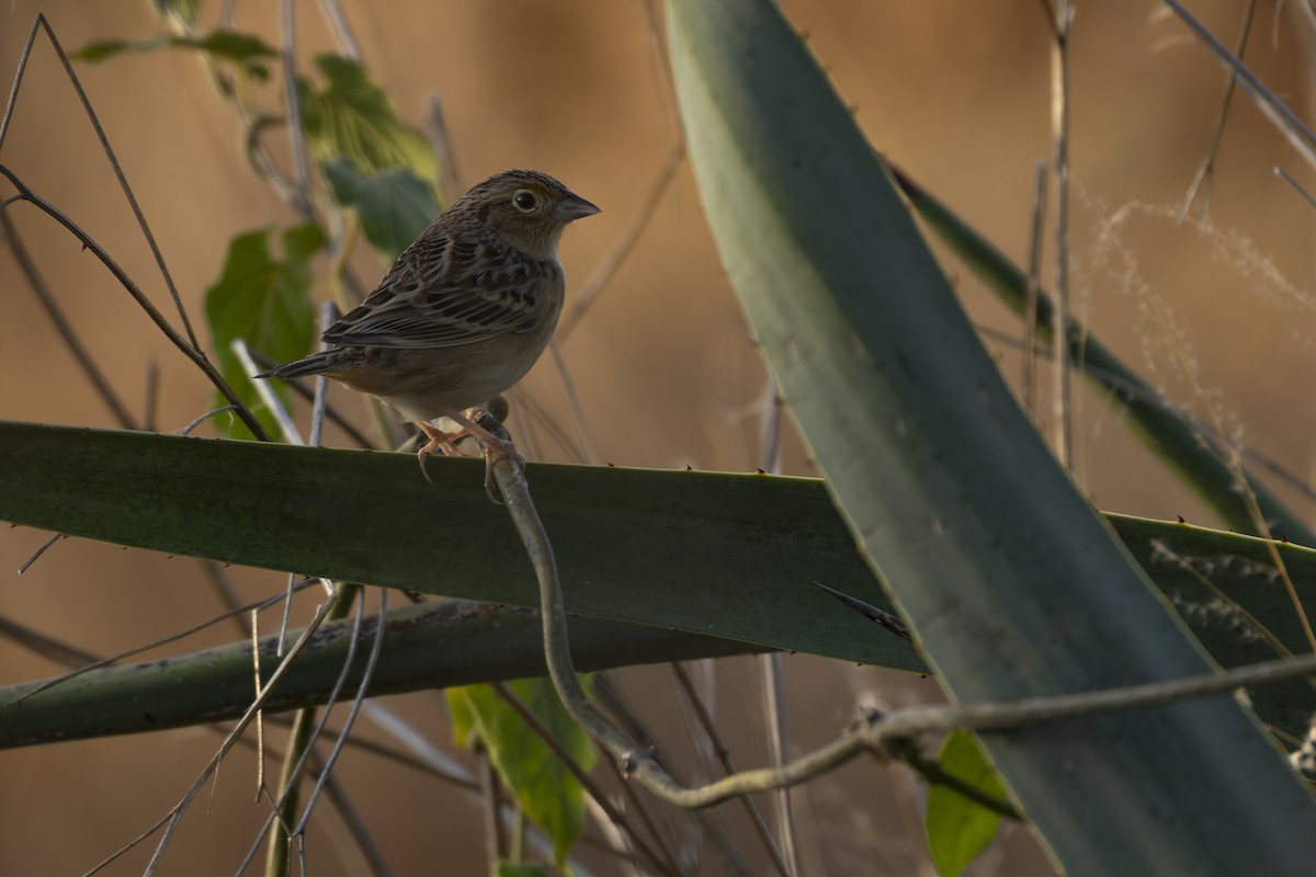 Grasshopper Sparrow - ML647162931