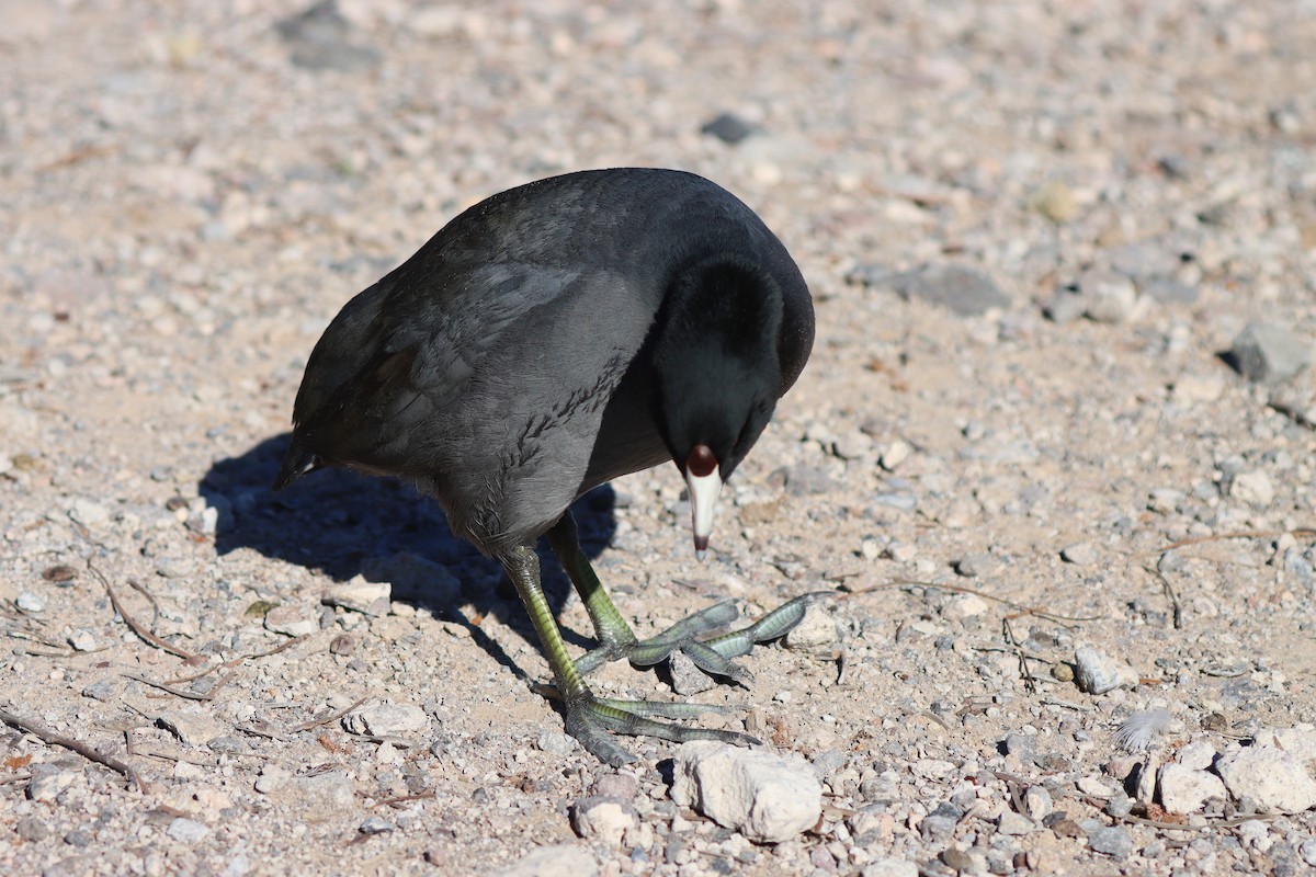 Лиска американська (червонобляшкова) - ML647162933