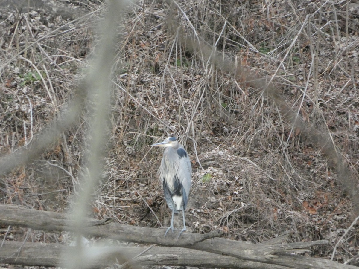 volavka velká - ML647162935