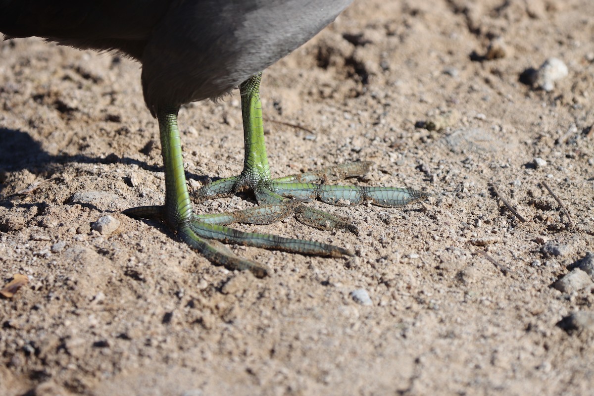 Лиска американська (червонобляшкова) - ML647162936