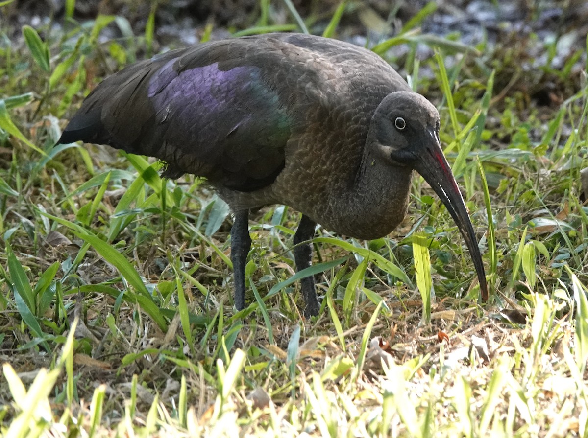 Хагедаш - ML647162937