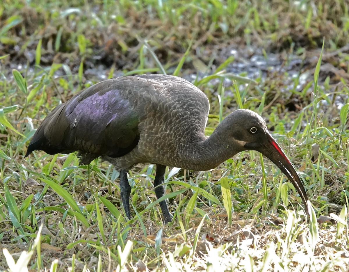 Хагедаш - ML647162938