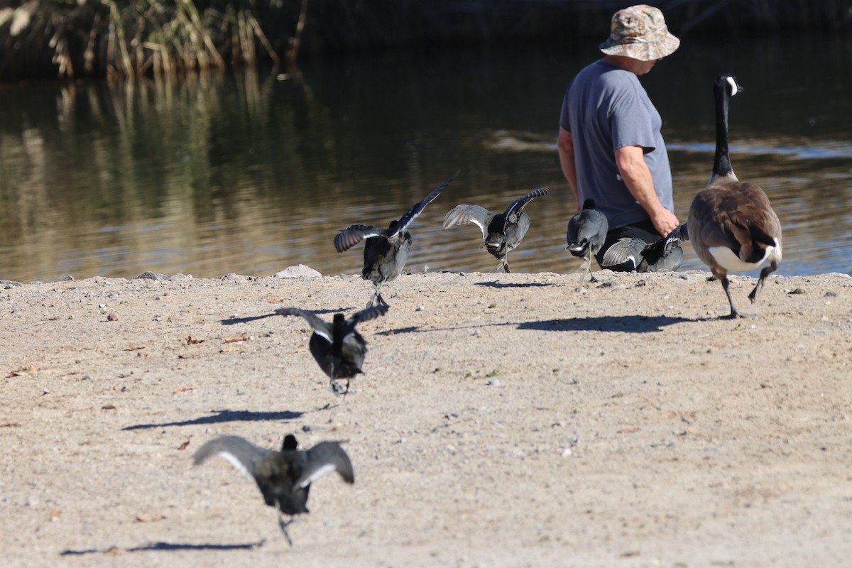 Лиска американська (червонобляшкова) - ML647162941