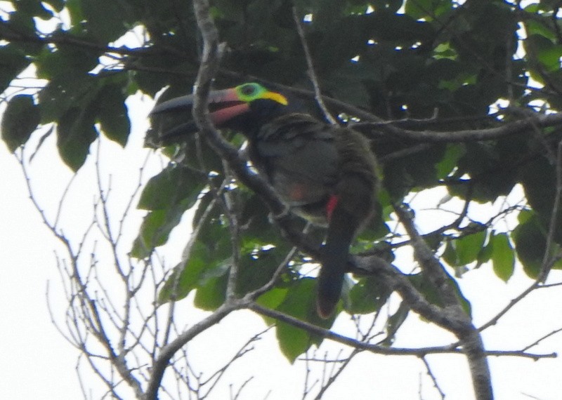 Тукан гвіанський - ML647162944