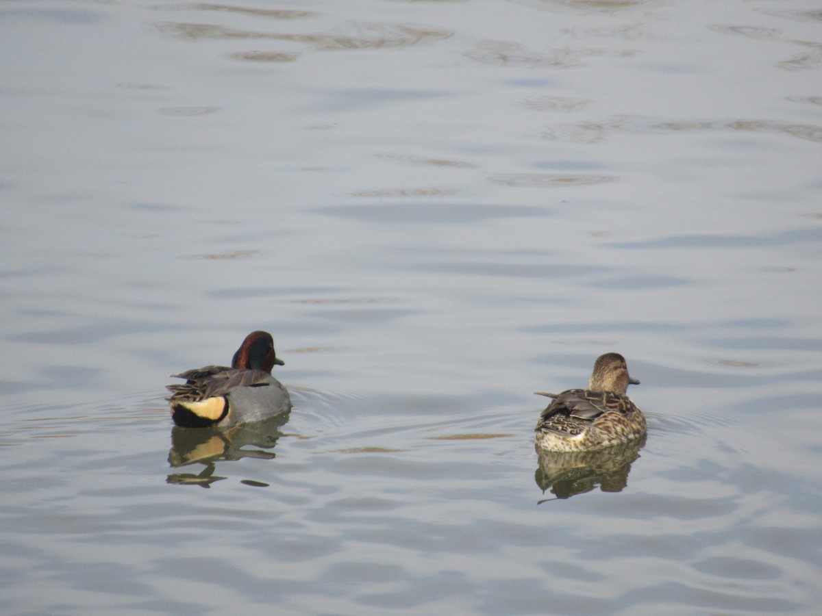 Чирянка мала - ML647162945