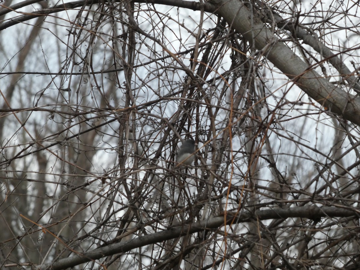 strnadec zimní (ssp. hyemalis/carolinensis) - ML647162948