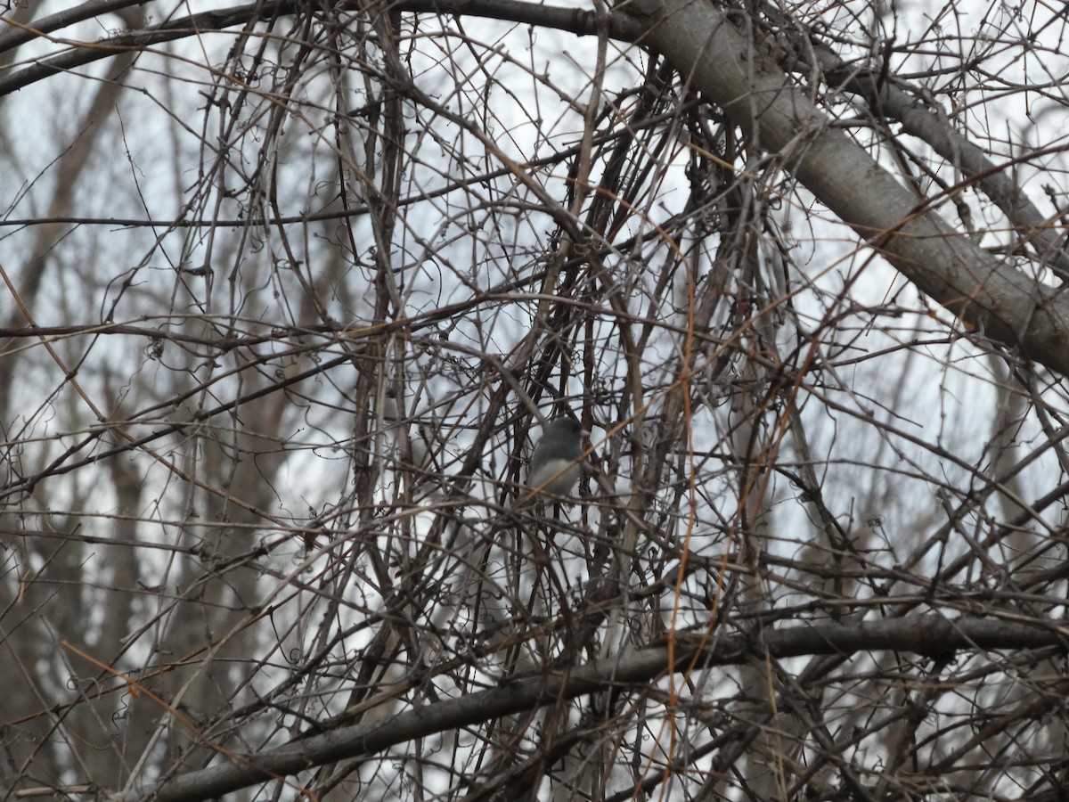 strnadec zimní (ssp. hyemalis/carolinensis) - ML647162949