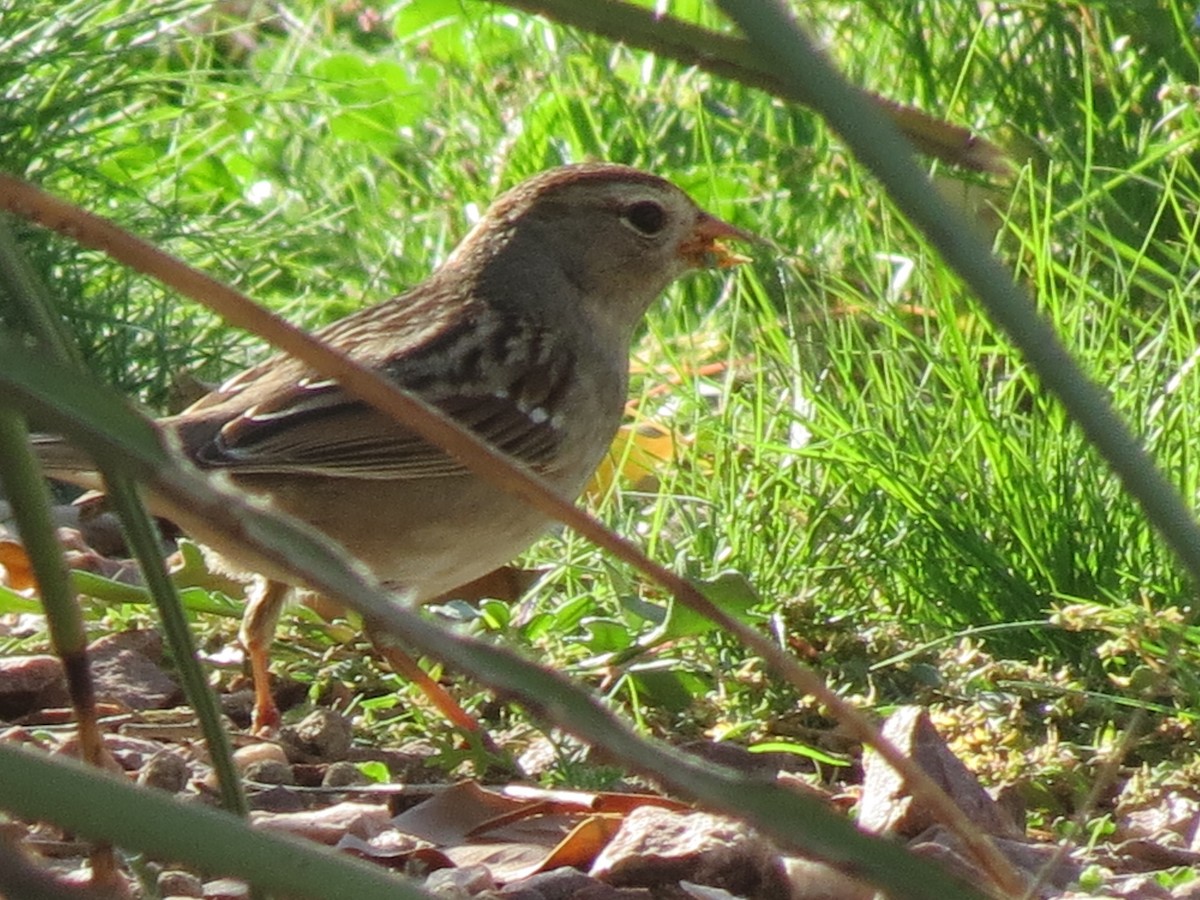 Бруант білобровий (підвид gambelii) - ML647162951