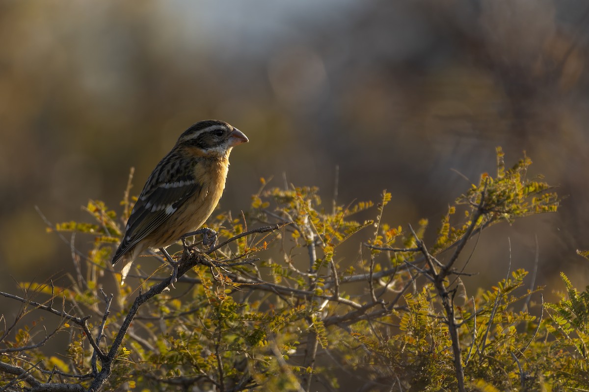 Кардинал-довбоніс чорноголовий - ML647162953