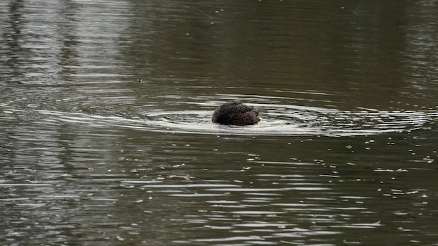 Широконіска австралійська - ML647162954