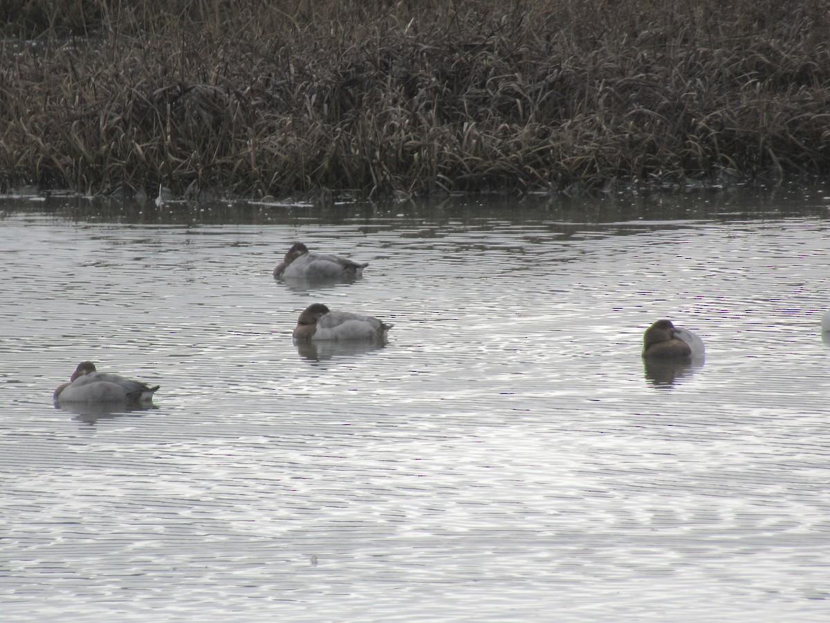 Попелюх довгодзьобий - ML647162955