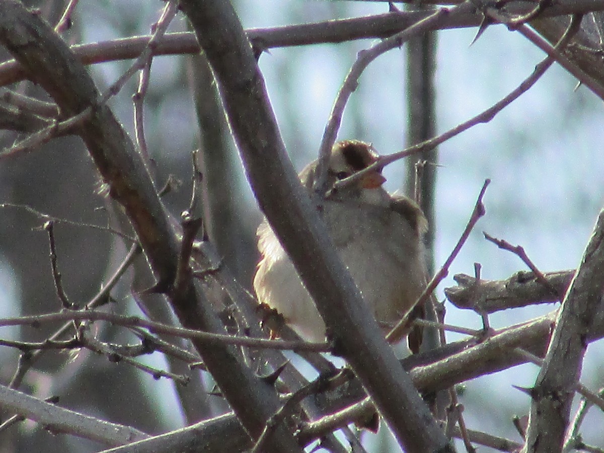 Бруант білобровий - ML647162956