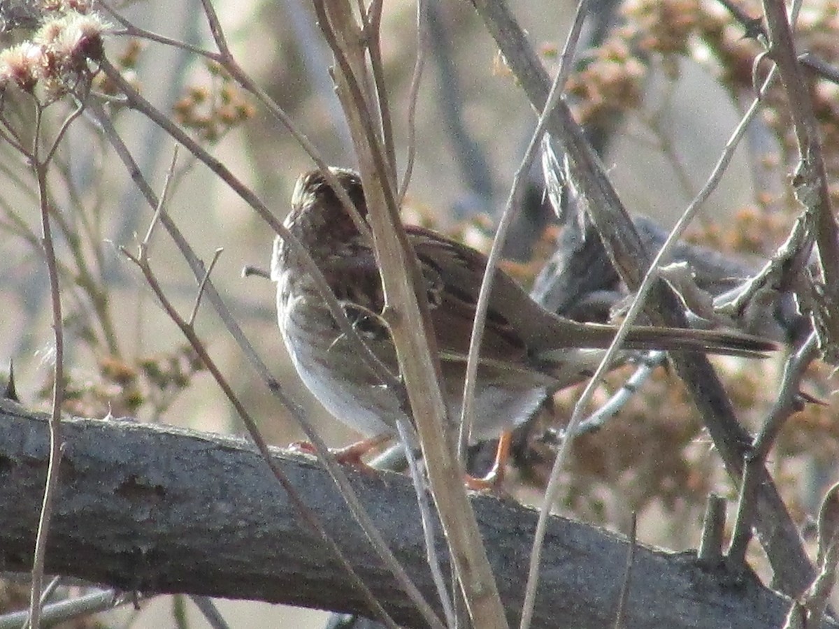 Бруант білогорлий - ML647162957