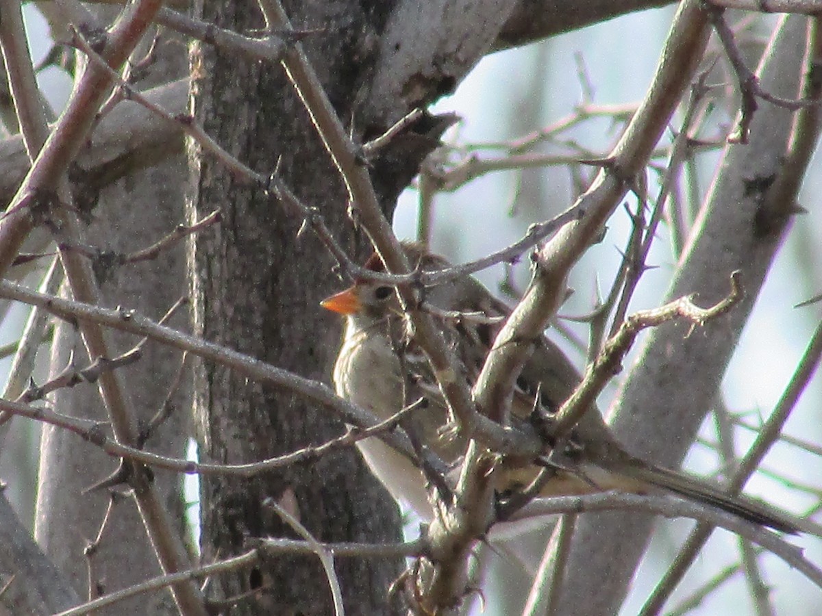 Бруант білобровий - ML647162958