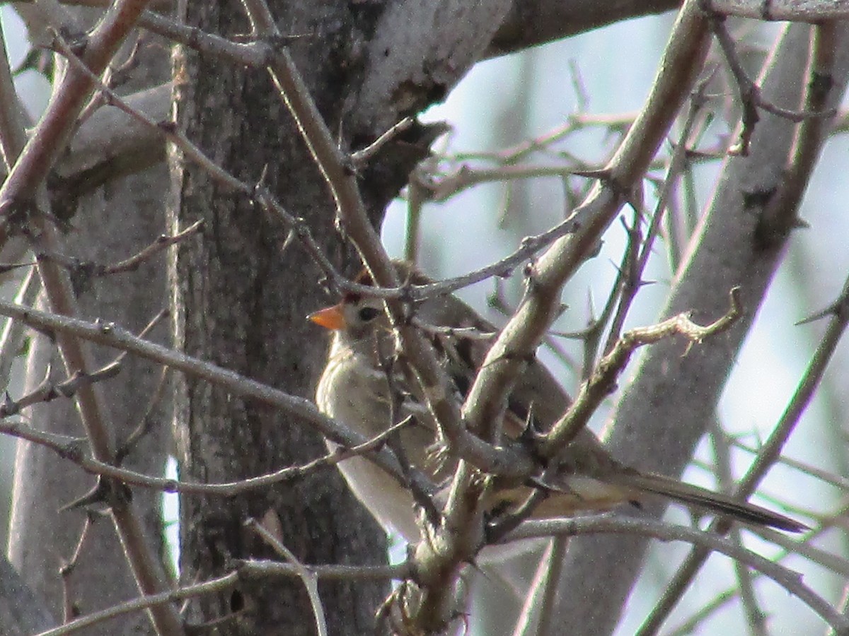Бруант білобровий - ML647162959