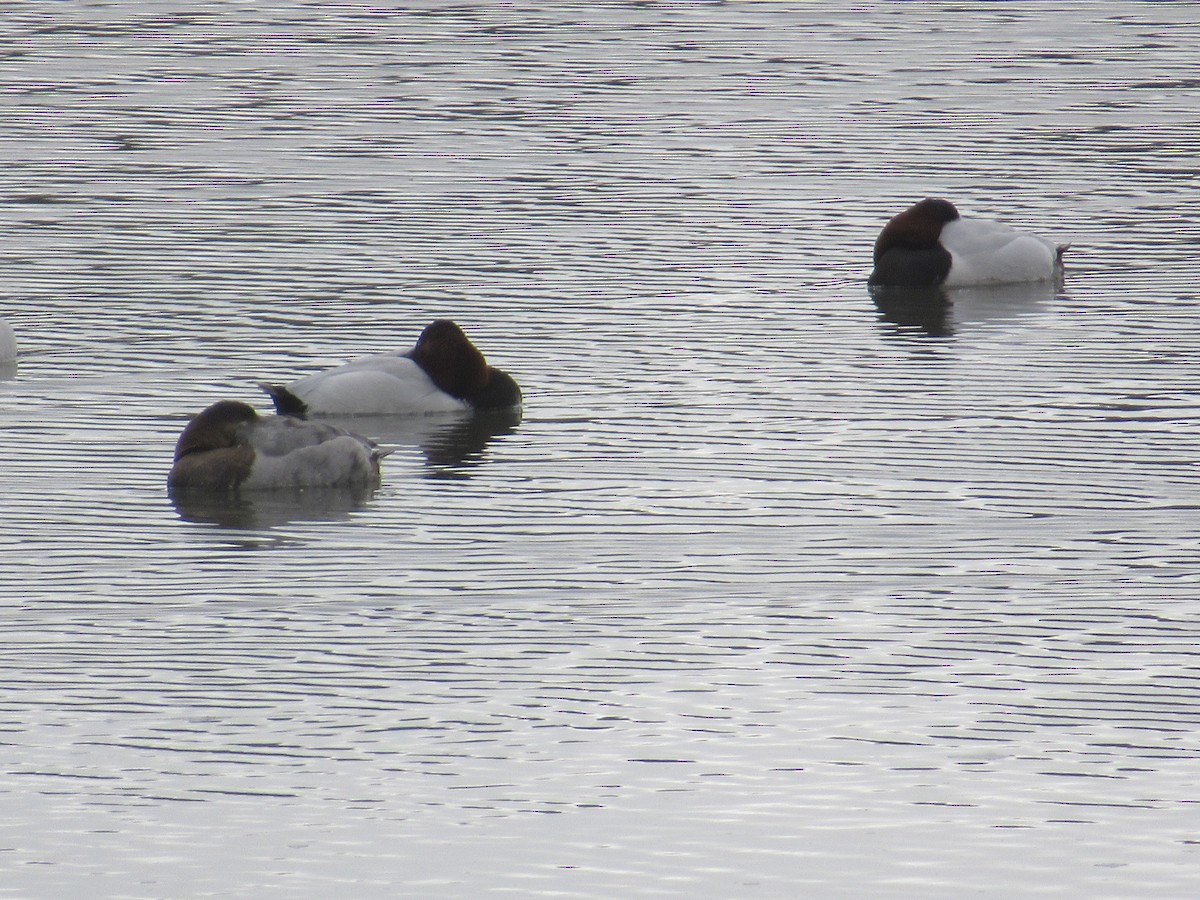 Попелюх довгодзьобий - ML647162960