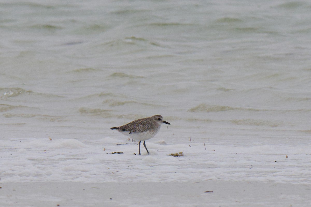 חופזי מנומר - ML647162961