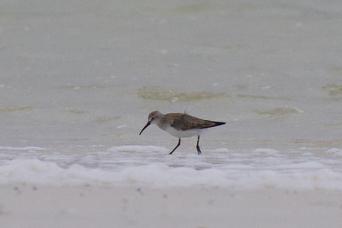 Побережник червоногрудий - ML647162962