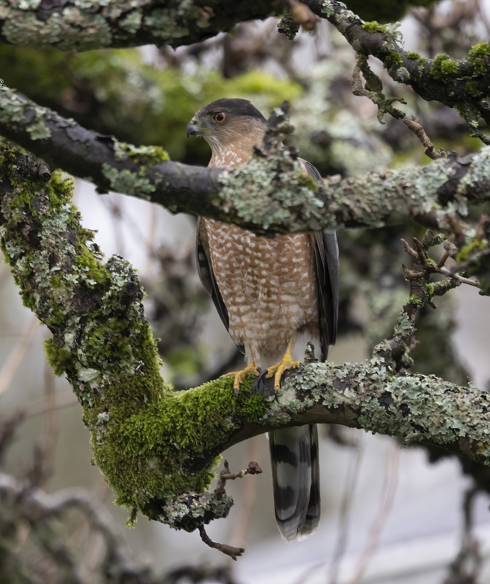 Яструб чорноголовий - ML647162963