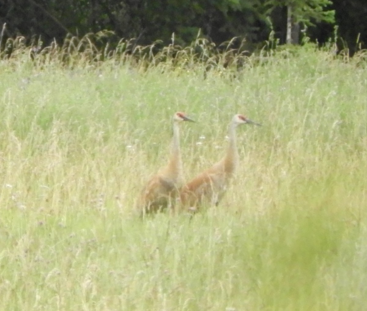 Журавель канадський - ML647162965