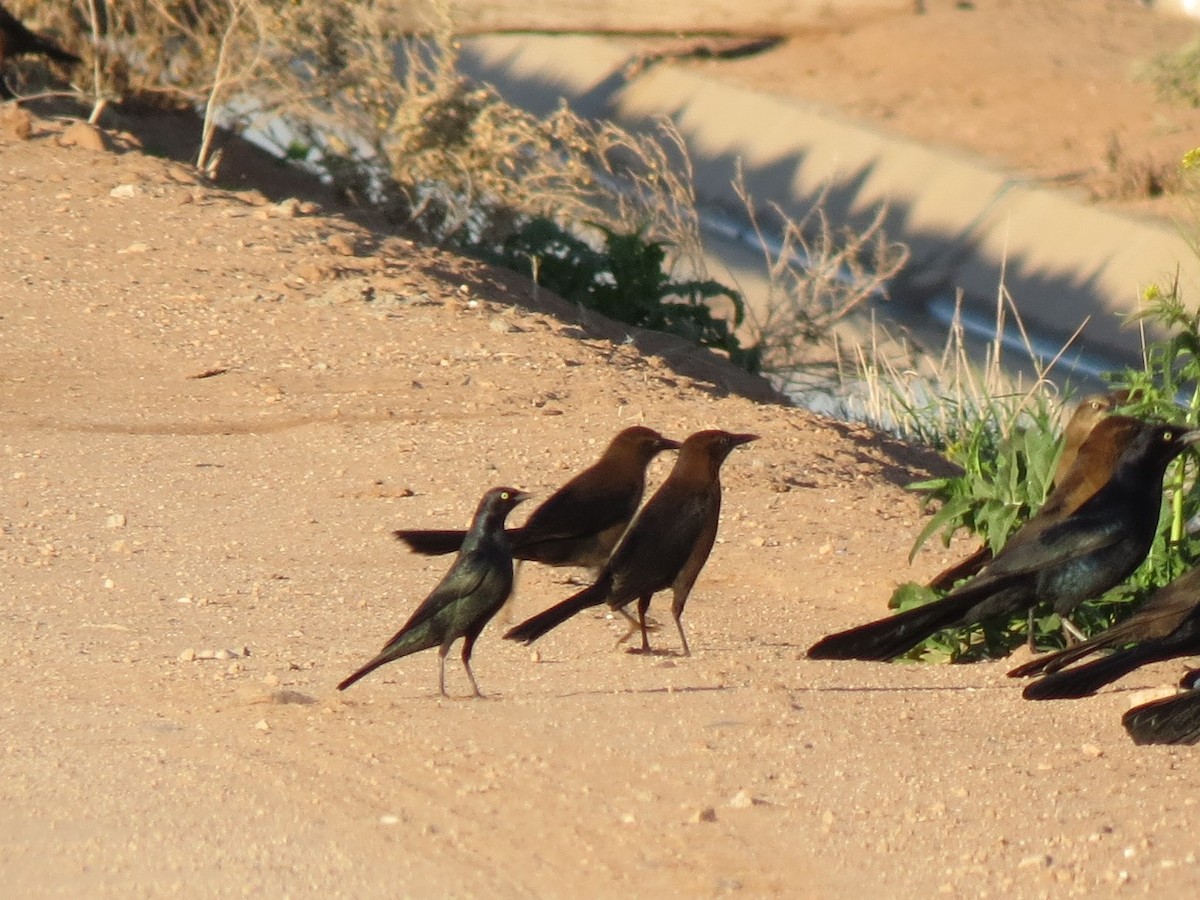 Brewer Karatavuğu - ML647162967